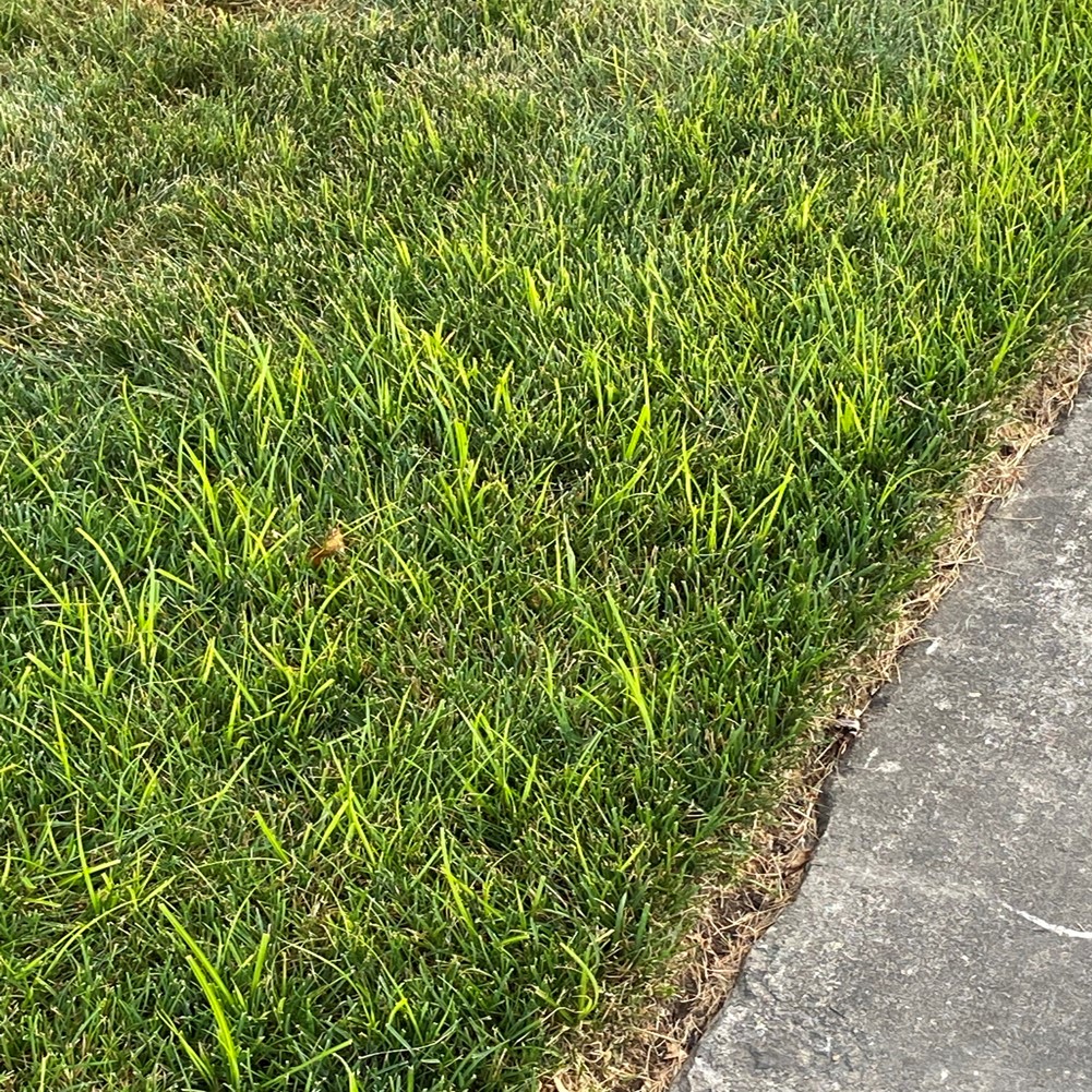 Yellow nutsedge growing along the curb.